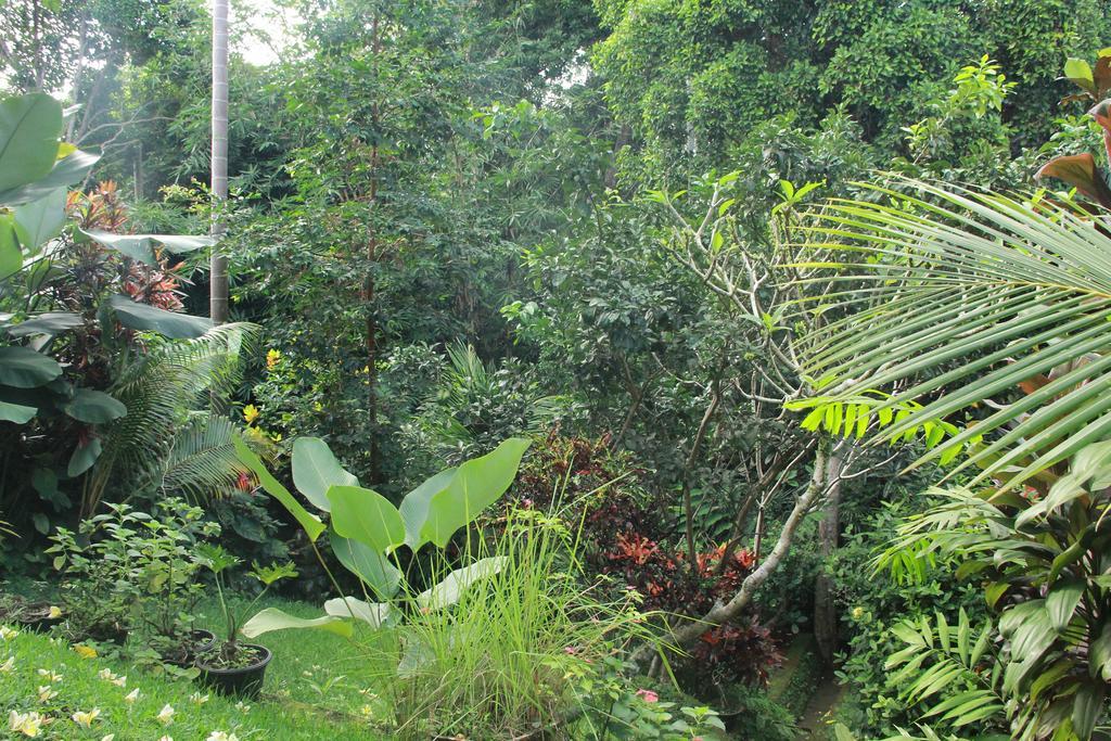 Aji Lodge Bungalow Ubud  Ruang foto