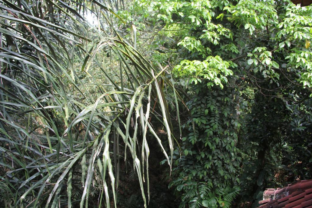 Aji Lodge Bungalow Ubud  Bagian luar foto